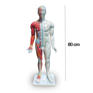 Male model - Half meridians and acu-points - 80 cm