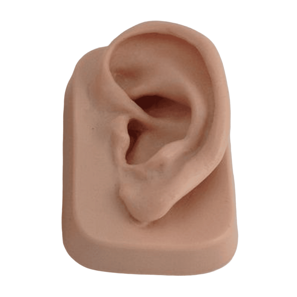 ear clay model